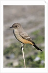 Say's Phoebe by Anonymous