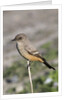 Say's Phoebe by Anonymous
