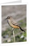 Say's Phoebe by Anonymous