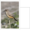 Say's Phoebe by Anonymous