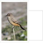 Say's Phoebe by Anonymous