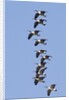 Canada Geese in flight by Anonymous