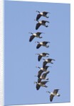 Canada Geese in flight by Anonymous