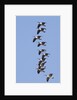 Canada Geese in flight by Anonymous