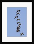 Canada Geese in flight by Anonymous