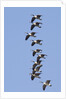 Canada Geese in flight by Anonymous