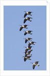 Canada Geese in flight by Anonymous