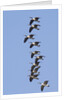 Canada Geese in flight by Anonymous