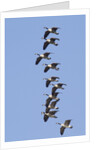 Canada Geese in flight by Anonymous