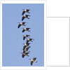 Canada Geese in flight by Anonymous