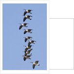 Canada Geese in flight by Anonymous