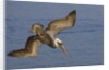 Brown Pelican diving by Anonymous