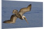 Brown Pelican diving by Anonymous