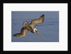 Brown Pelican diving by Anonymous