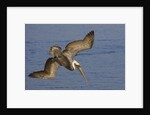 Brown Pelican diving by Anonymous