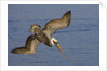 Brown Pelican diving by Anonymous