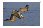 Brown Pelican diving by Anonymous