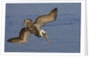 Brown Pelican diving by Anonymous