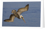Brown Pelican diving by Anonymous
