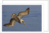 Brown Pelican diving by Anonymous