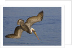 Brown Pelican diving by Anonymous