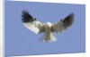 White-Tailed Kite hovering by Anonymous