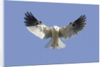 White-Tailed Kite hovering by Anonymous