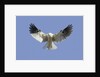 White-Tailed Kite hovering by Anonymous