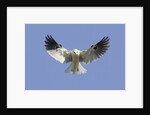 White-Tailed Kite hovering by Anonymous