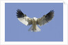 White-Tailed Kite hovering by Anonymous