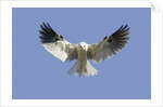 White-Tailed Kite hovering by Anonymous