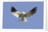 White-Tailed Kite hovering by Anonymous