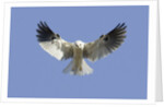 White-Tailed Kite hovering by Anonymous