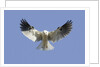 White-Tailed Kite hovering by Anonymous