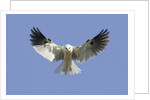 White-Tailed Kite hovering by Anonymous