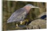 Green Heron hunting by Anonymous