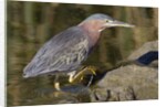 Green Heron hunting by Anonymous