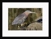 Green Heron hunting by Anonymous