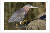 Green Heron hunting by Anonymous