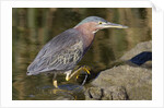 Green Heron hunting by Anonymous