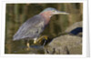 Green Heron hunting by Anonymous