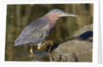 Green Heron hunting by Anonymous