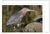 Green Heron hunting by Anonymous