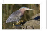 Green Heron hunting by Anonymous