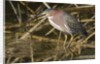 Green Heron catchs a crawfish by Anonymous