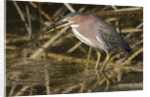 Green Heron catchs a crawfish by Anonymous