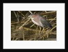 Green Heron catchs a crawfish by Anonymous