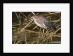 Green Heron catchs a crawfish by Anonymous