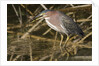 Green Heron catchs a crawfish by Anonymous