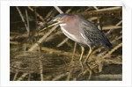 Green Heron catchs a crawfish by Anonymous